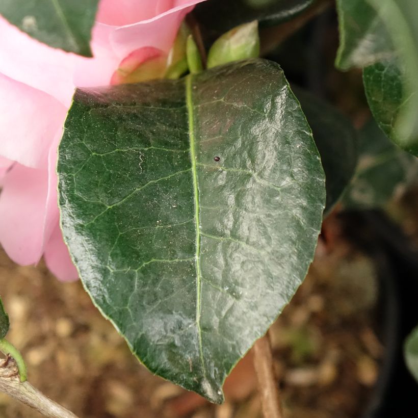Camellia Nicky Crisp - Japanse roos (Blad)