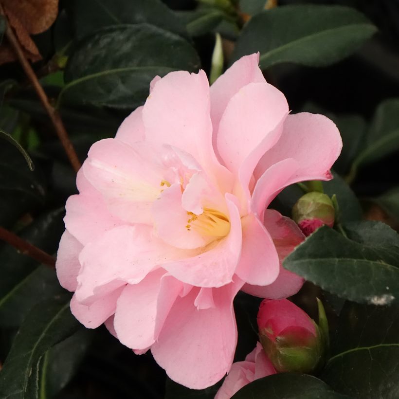 Camellia Nicky Crisp - Japanse roos (Bloei)