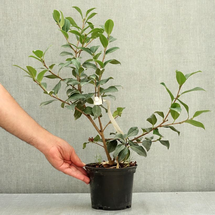 Exemplaar van Camellia Nicky Crisp - Japanse roos Pot van 2 l/3 l zoals geleverd in de zomer
