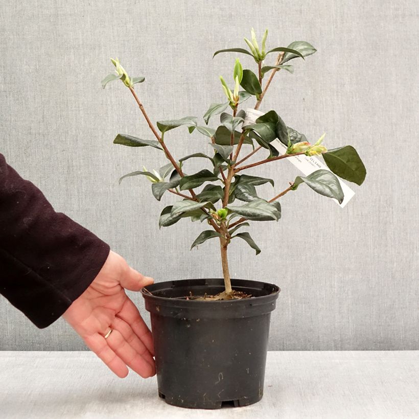 Exemplaar van Camellia Nicky Crisp - Japanse roos Pot van 2 l/3 l zoals geleverd in de lente