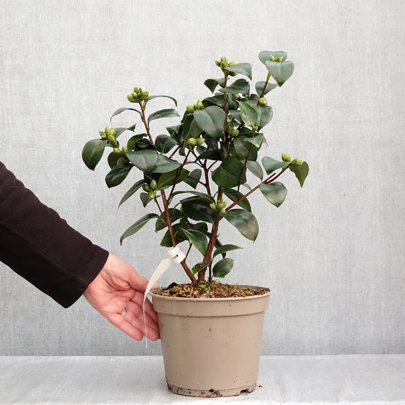 Exemplaar van Camellia japonica Il Gioiello - Japanse roos Pot van 4 l/5 l zoals geleverd in de herfst