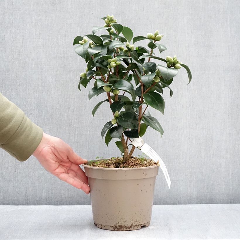 Exemplaar van Camellia japonica Il Gioiello - Japanse roos Pot van 4 l/5 l zoals geleverd in de winter