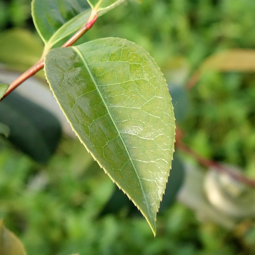 Camélia Inspiration - Japanse roos (Blad)