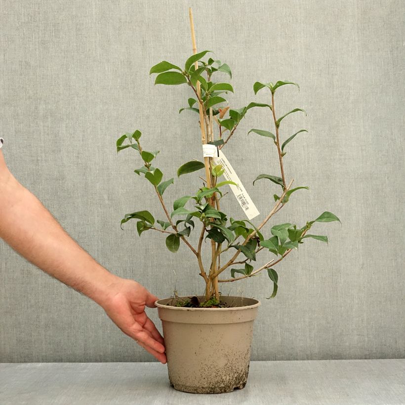 Exemplaar van Camélia Inspiration - Japanse roos Pot van 4 l/5 l zoals geleverd in de zomer