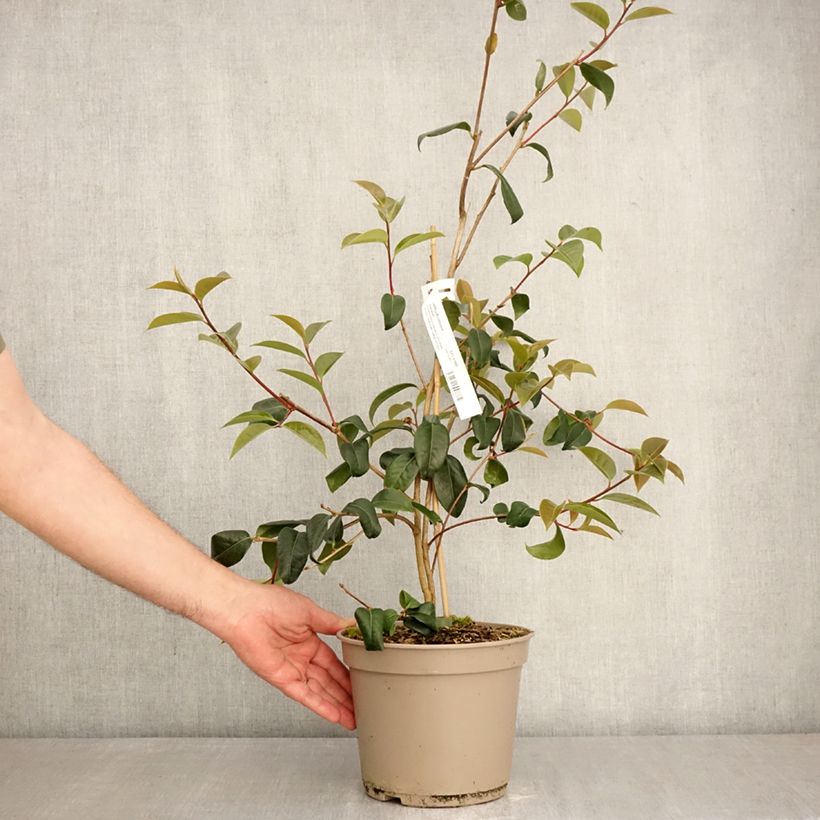 Exemplaar van Camélia Inspiration - Japanse roos Pot van 4 l/5 l zoals geleverd in de lente
