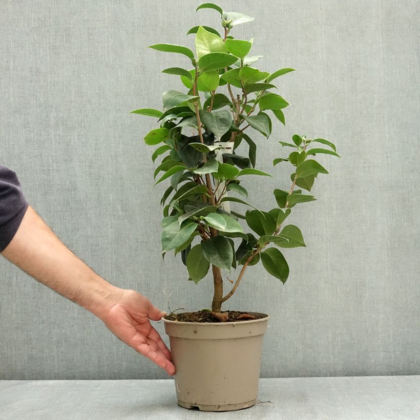 Exemplaar van Camellia japonica Janet Waterhouse - Japanse camelia Pot van 2 l/3 l zoals geleverd in de zomer