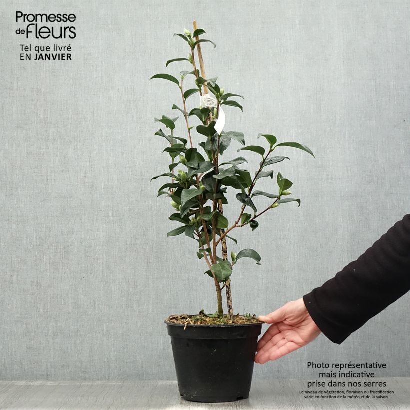 Exemplaar van Camellia x williamsii Lucky Star - Williamsii-camelia Pot van 4 l/5 l zoals geleverd in de winter