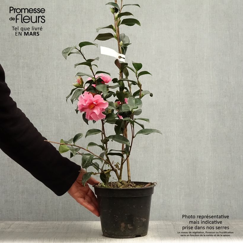 Exemplaar van Camellia x williamsii Lucky Star - Williamsii-camelia Pot van 4 l/5 l zoals geleverd in de lente
