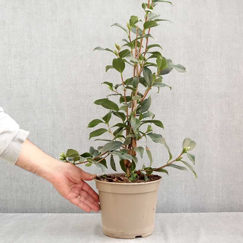 Exemplaar van Camellia x williamsii Lucky Star - Williamsii-camelia Pot van 4 l/5 l zoals geleverd in de herfst