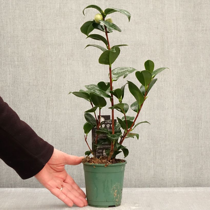Exemplaar van Camellia japonica Margaret Davis - Japanse camelia Pot van 12 cm / 13 cm zoals geleverd in de winter