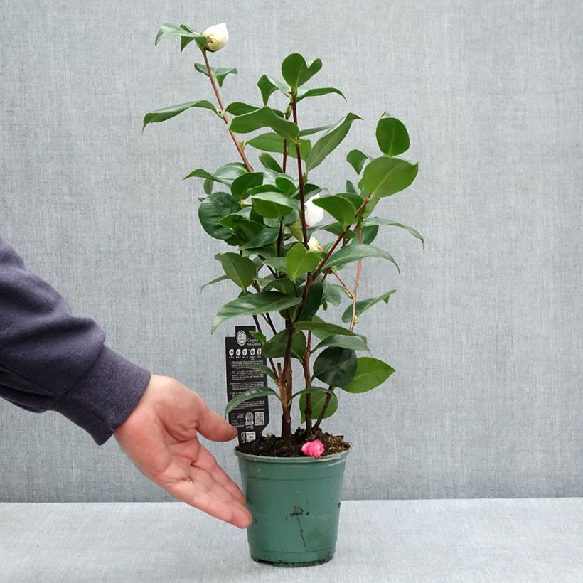 Exemplaar van Camellia japonica Margaret Davis - Japanse camelia Pot van 12 cm / 13 cm zoals geleverd in de lente