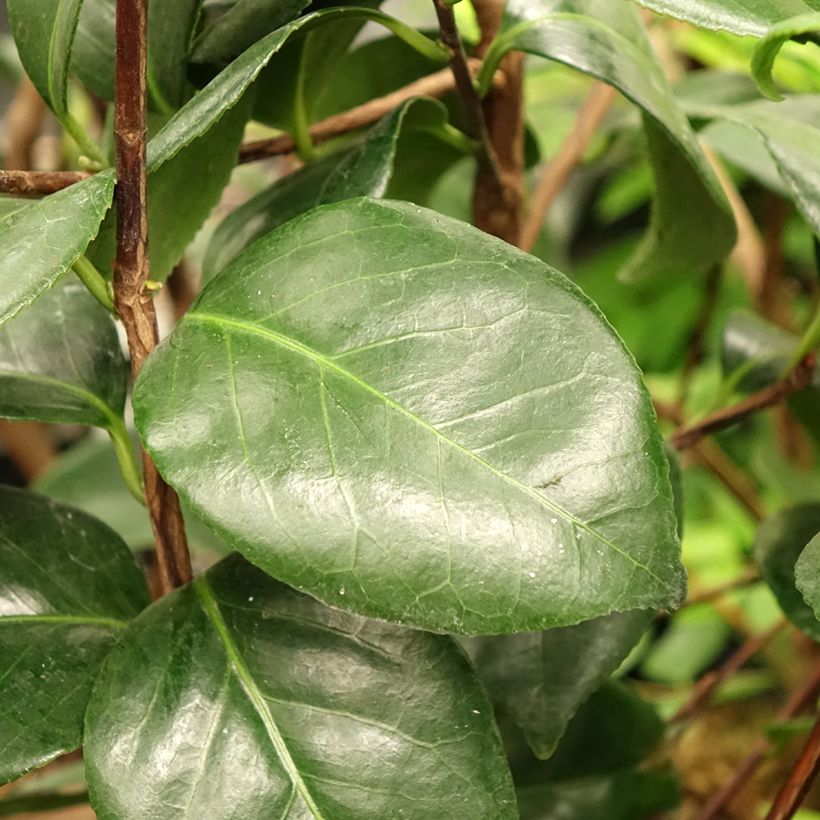 Camellia japonica Margaret Davis - Japanse camelia (Blad)