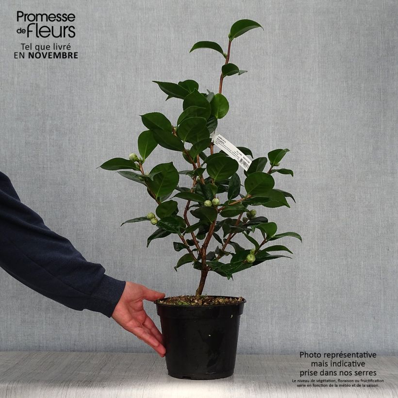 Exemplaar van Camellia japonica Marie-Galante - Japanse camelia Pot van 4 l/5 l zoals geleverd in de herfst