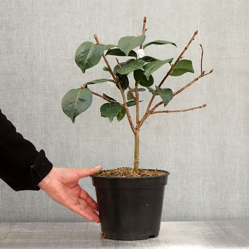 Exemplaar van Camellia japonica Marie-Galante - Japanse camelia Pot van 4 l/5 l zoals geleverd in de lente