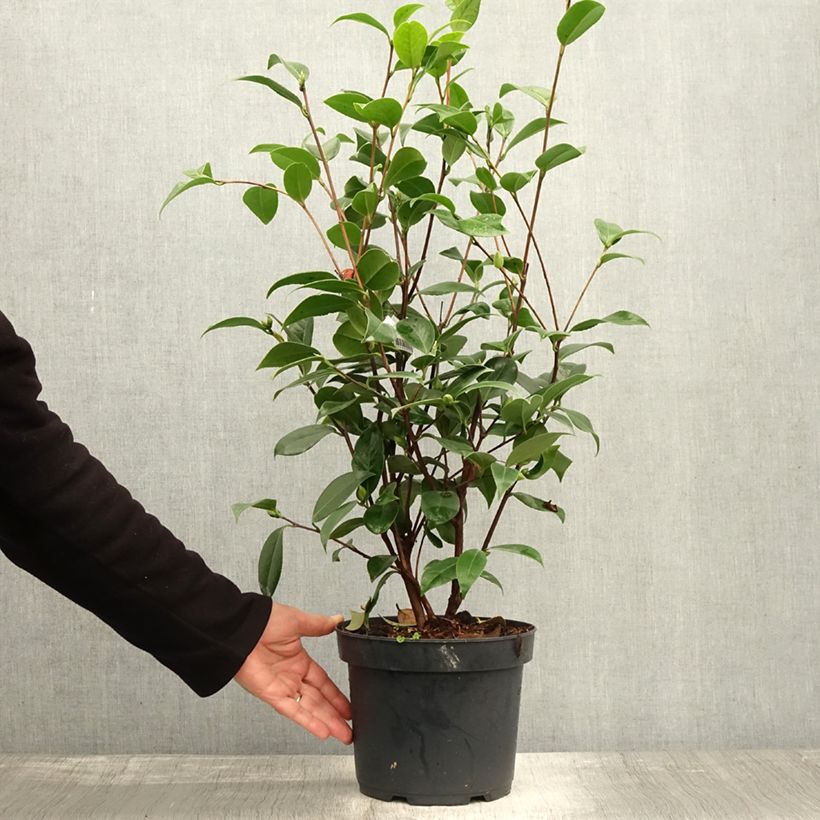 Exemplaar van Camellia japonica Mark Alan - Japanse camelia Pot van 4 l/5 l zoals geleverd in de herfst