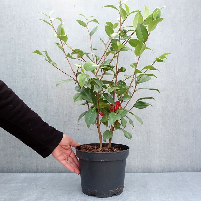Exemplaar van Camellia japonica Mark Alan - Japanse camelia Pot van 4 l/5 l zoals geleverd in de lente