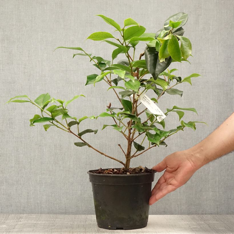 Exemplaar van Camellia japonica Midnight Variegated - Japanse camelia Pot van 4 l/5 l zoals geleverd in de zomer