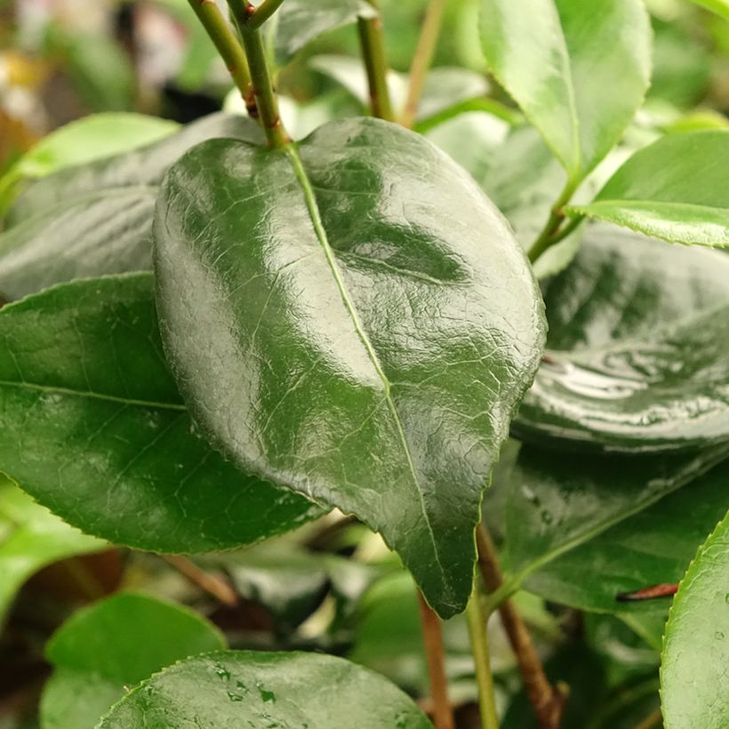 Camellia japonica Midnight Variegated - Japanse camelia (Blad)