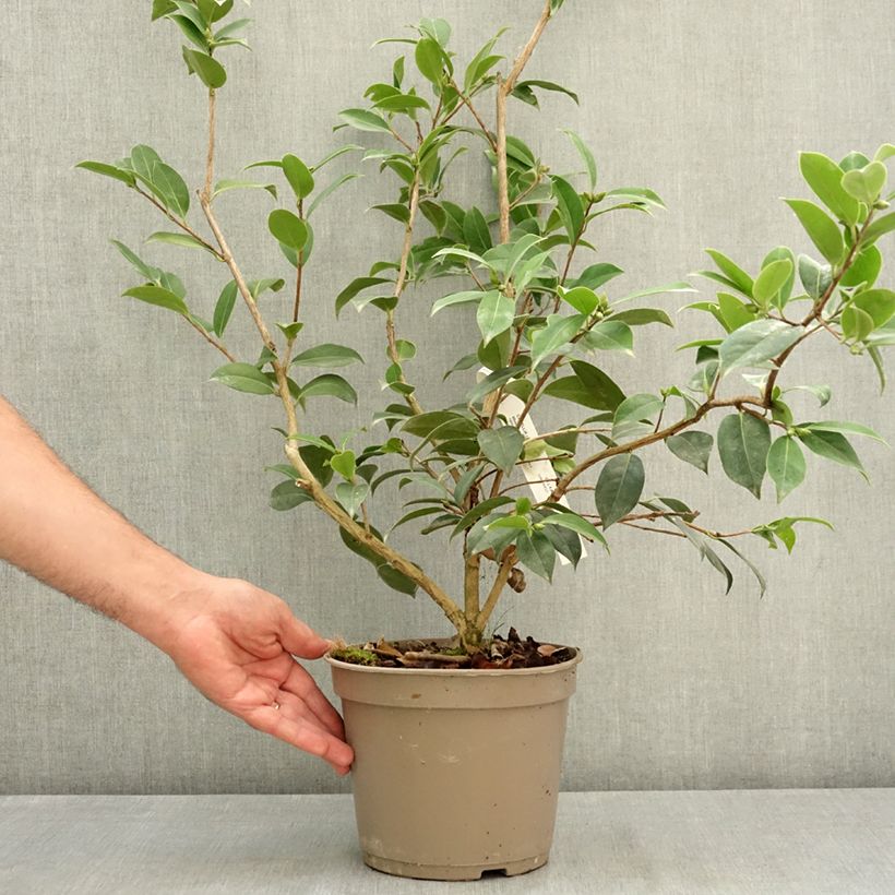 Exemplaar van Camellia x williamsii Mimosa Jury - Williamsii-camelia Pot van 4 l/5 l zoals geleverd in de zomer