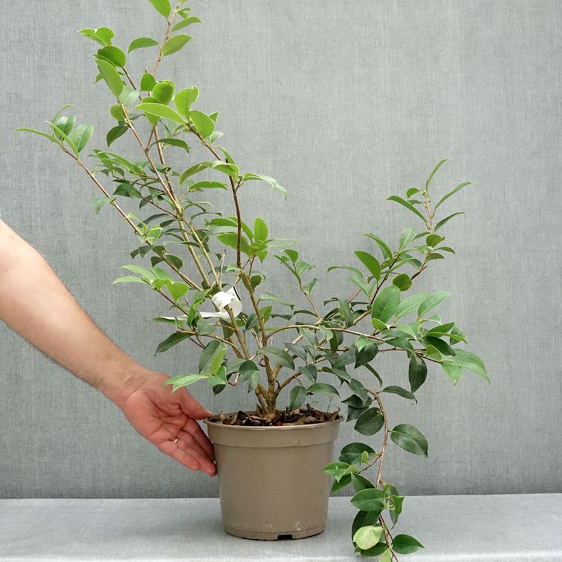 Exemplaar van Camellia x williamsii Mimosa Jury - Williamsii-camelia Pot van 4 l/5 l zoals geleverd in de lente