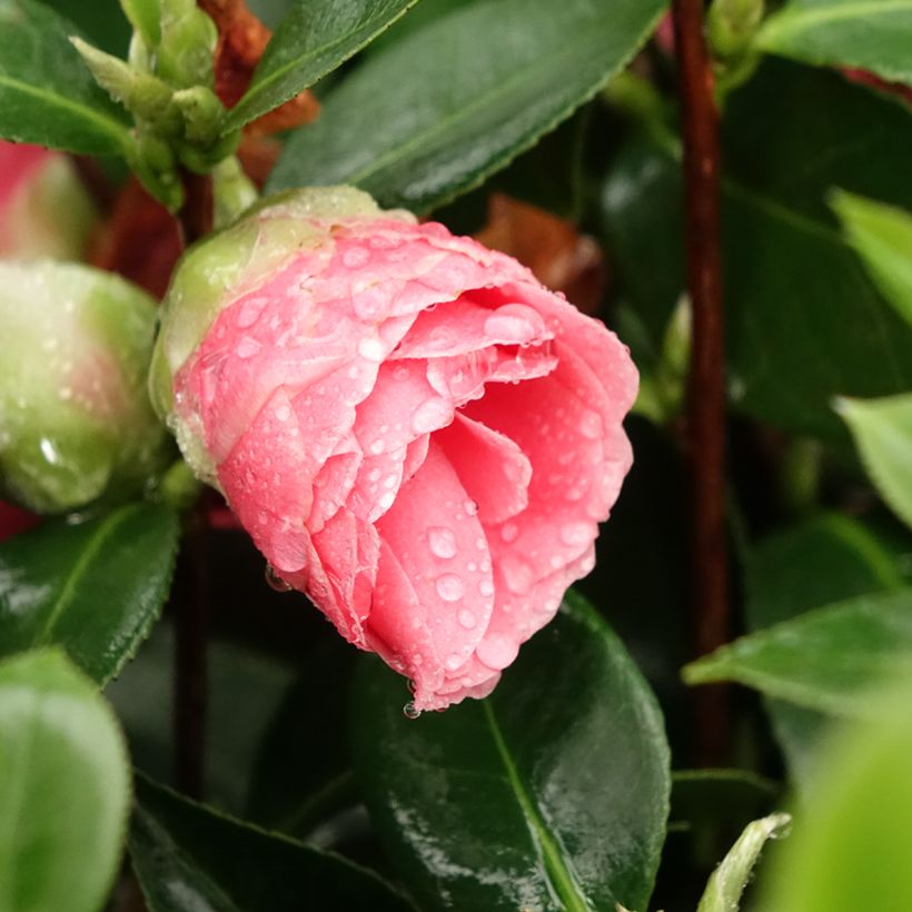 Camellia japonica Mrs Tingley - Japanse camelia (Bloei)