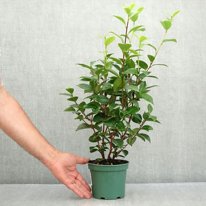 Exemplaar van Camellia japonica Mrs Tingley - Japanse camelia Pot van 12 cm / 13 cm zoals geleverd in de zomer