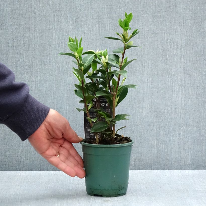 Exemplaar van Camellia japonica Mrs Tingley - Japanse camelia Pot van 12 cm / 13 cm zoals geleverd in de lente