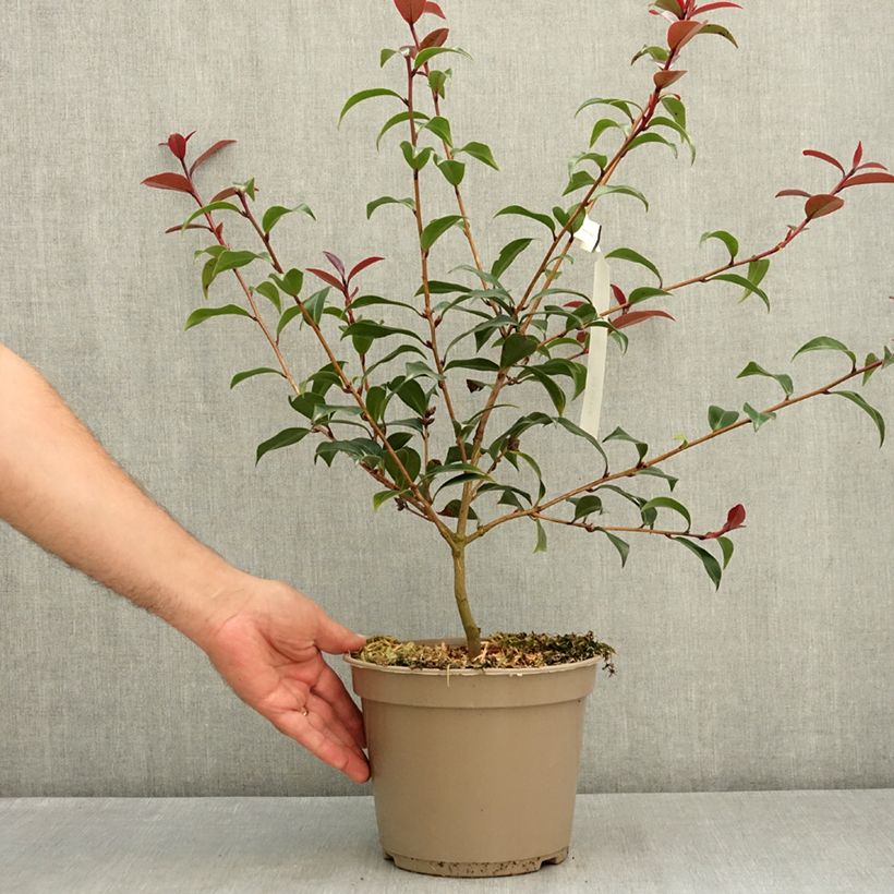 Exemplaar van Camellia x williamsii Night Rider - Williamsii-camelia Pot van 4 l/5 l zoals geleverd in de zomer