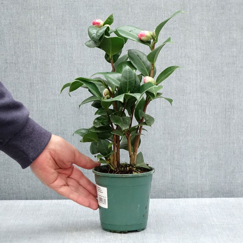 Exemplaar van Camélia Nuccios Cameo - Japanse camelia Pot van 12 cm / 13 cm zoals geleverd in de lente