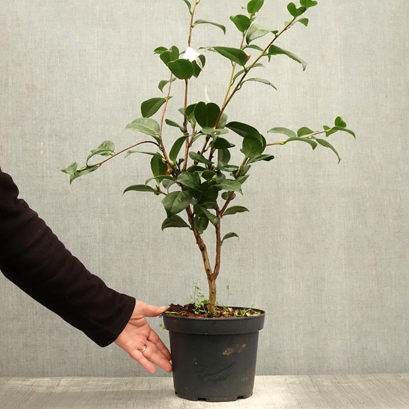 Exemplaar van Camélia Nuccio's Cameo - Camellia japonica Pot de 4L/5L zoals geleverd in de herfst