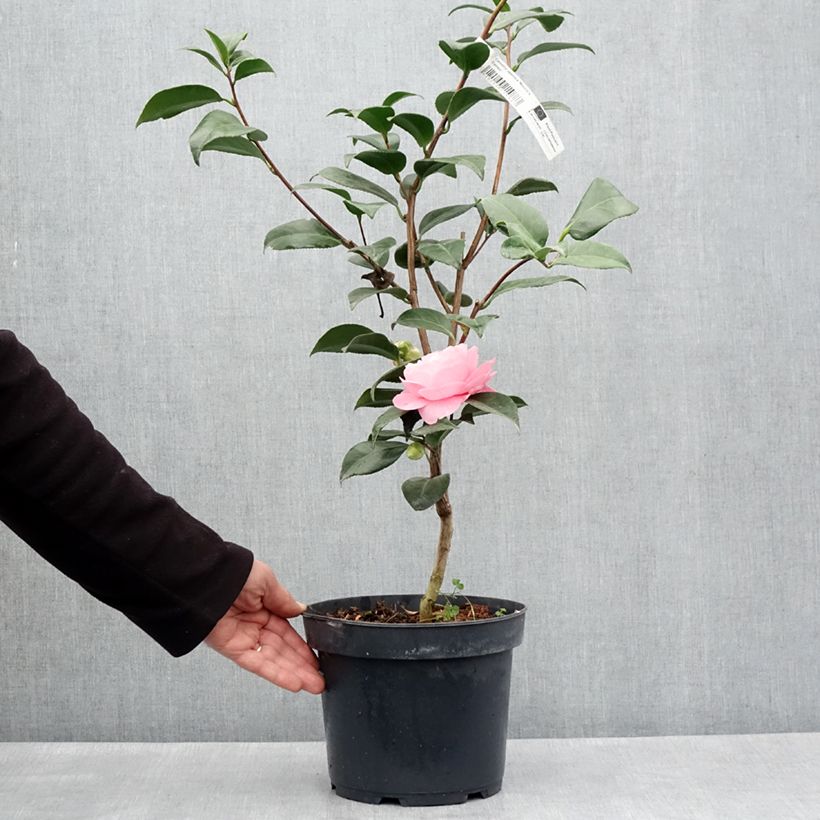 Exemplaar van Camélia Nuccios Cameo - Japanse camelia Pot van 4 l/5 l zoals geleverd in de lente