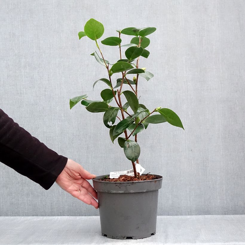 Exemplaar van Camélia Nuccios Gem - Japanse camelia Pot van 2 l/3 l zoals geleverd in de herfst