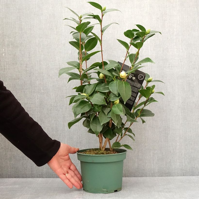 Exemplaar van Camélia Nuccio's Gem - Camellia japonica  Pot de 2L/3L zoals geleverd in de winter