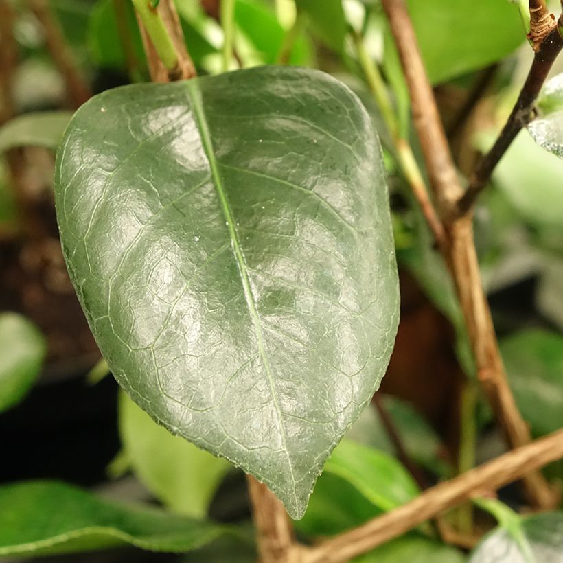 Camellia japonica de Higo Okan - Japanse roos (Blad)