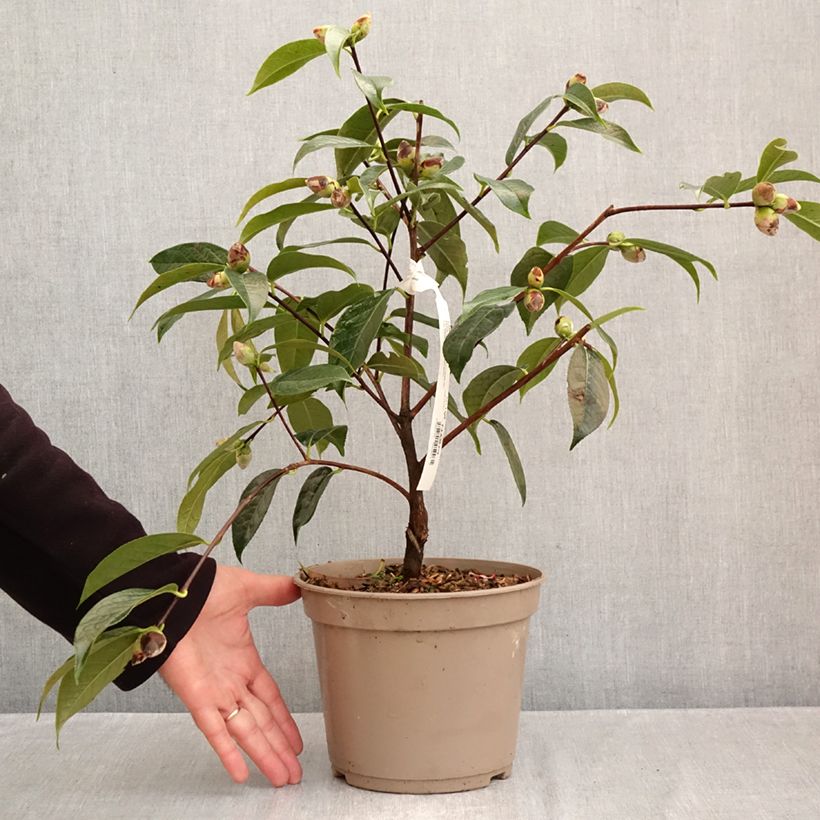 Exemplaar van Camellia reticulata China Lady - Japanse roos Pot van 4 l/5 l zoals geleverd in de herfst