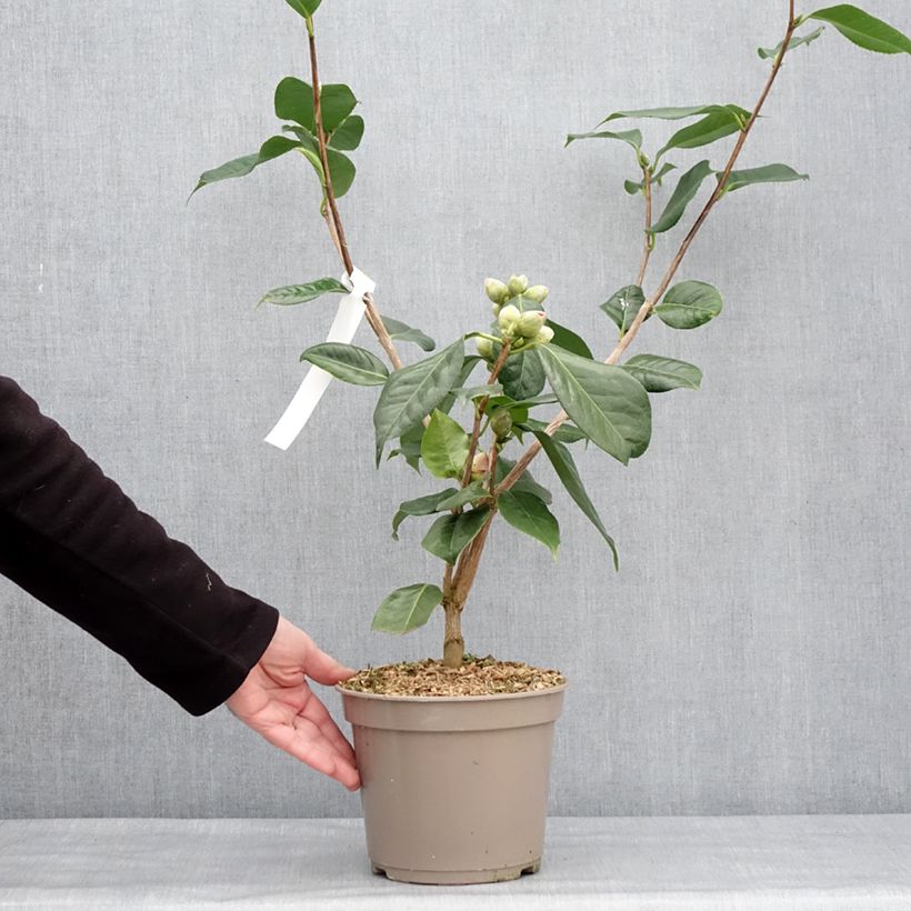 Exemplaar van Camélia réticulé Den Burton - Camellia reticulata Pot de 4L/5L zoals geleverd in de winter