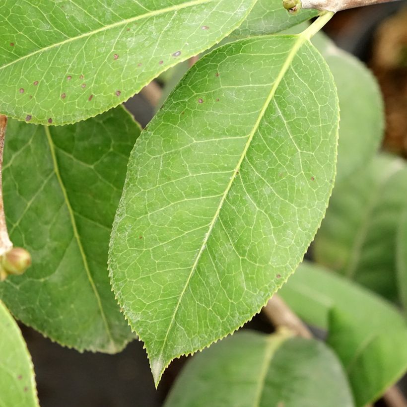 Camellia Dr Clifford Parks (Blad)