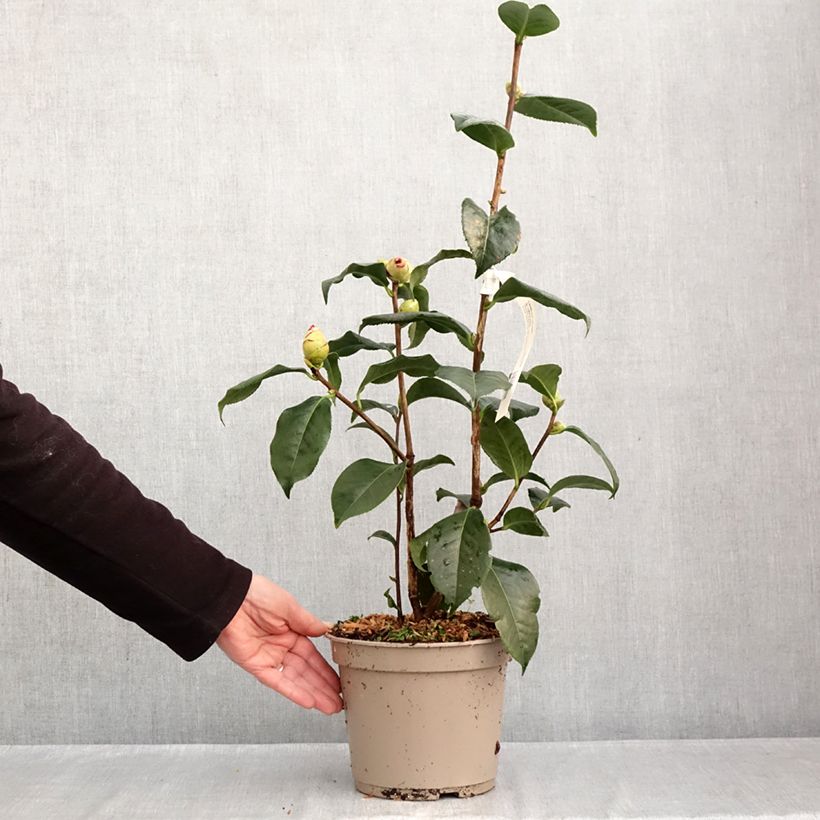 Exemplaar van Camellia Dr Clifford Parks Pot van 4 l/5 l zoals geleverd in de herfst
