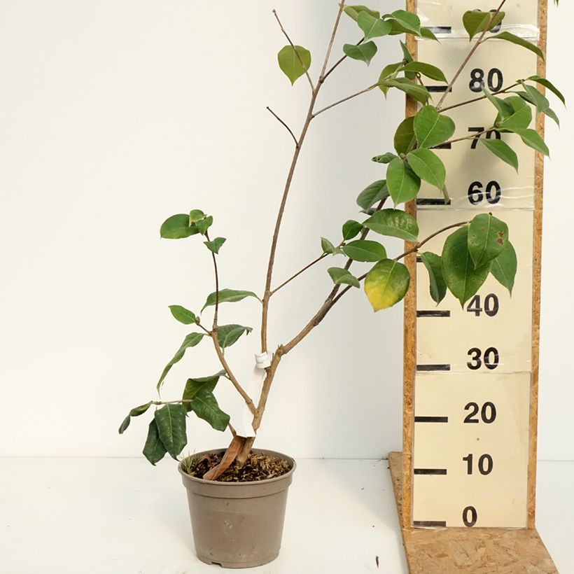 Exemplaar van Camellia Dr Clifford Parks Pot van 4 l/5 l zoals geleverd in de zomer