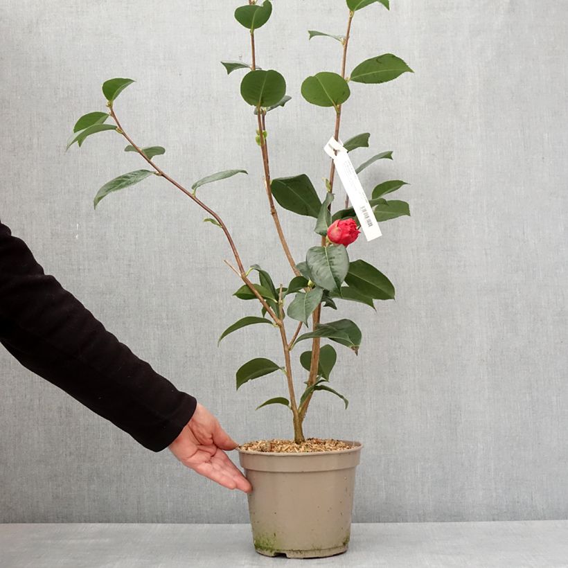 Exemplaar van Camélia réticulé Dr Clifford Parks - Camellia reticulata Pot de 4L/5L zoals geleverd in de winter