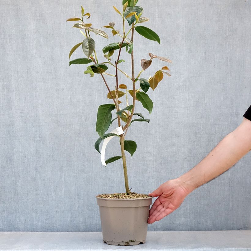 Exemplaar van Camellia Dr Clifford Parks Pot van 4 l/5 l zoals geleverd in de lente