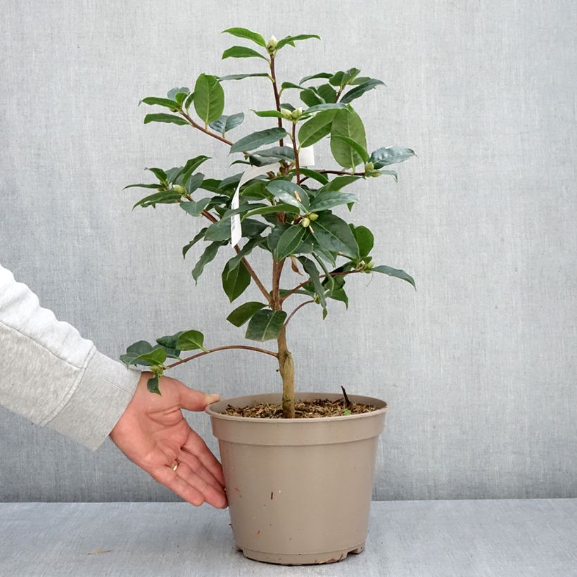 Exemplaar van Camellia Ile Crozet Pot van 4 l/5 l zoals geleverd in de herfst