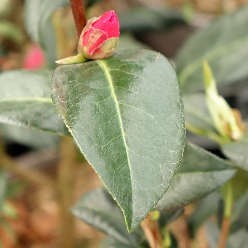 Camellia Parillumination (Blad)