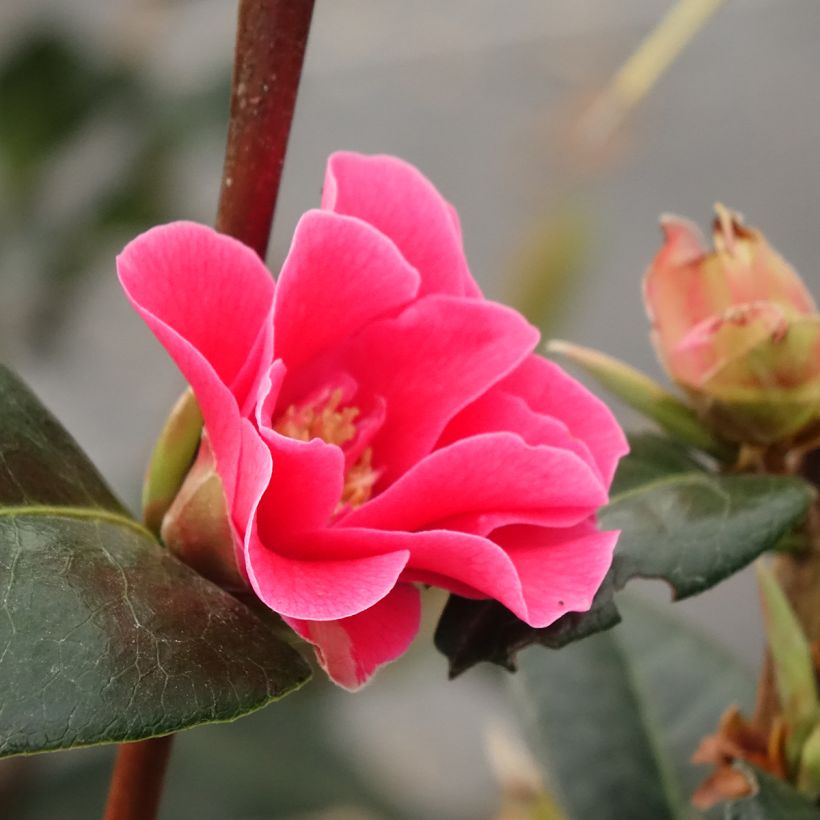 Camellia Parillumination (Bloei)