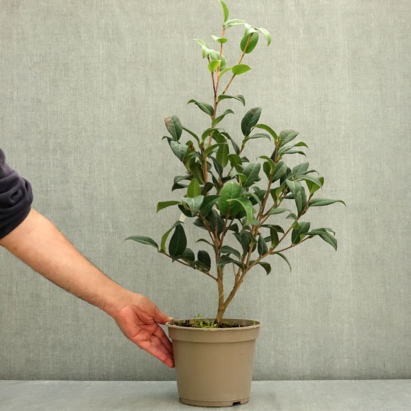Exemplaar van Camellia Parillumination Pot van 4 l/5 l zoals geleverd in de zomer
