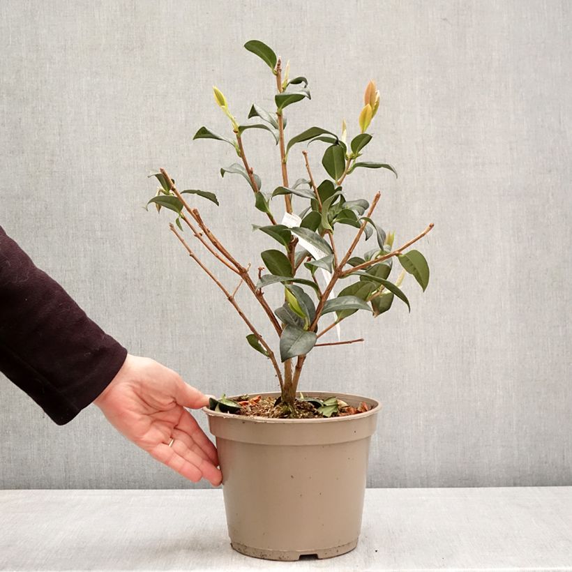 Exemplaar van Camellia Parillumination Pot van 4 l/5 l zoals geleverd in de lente