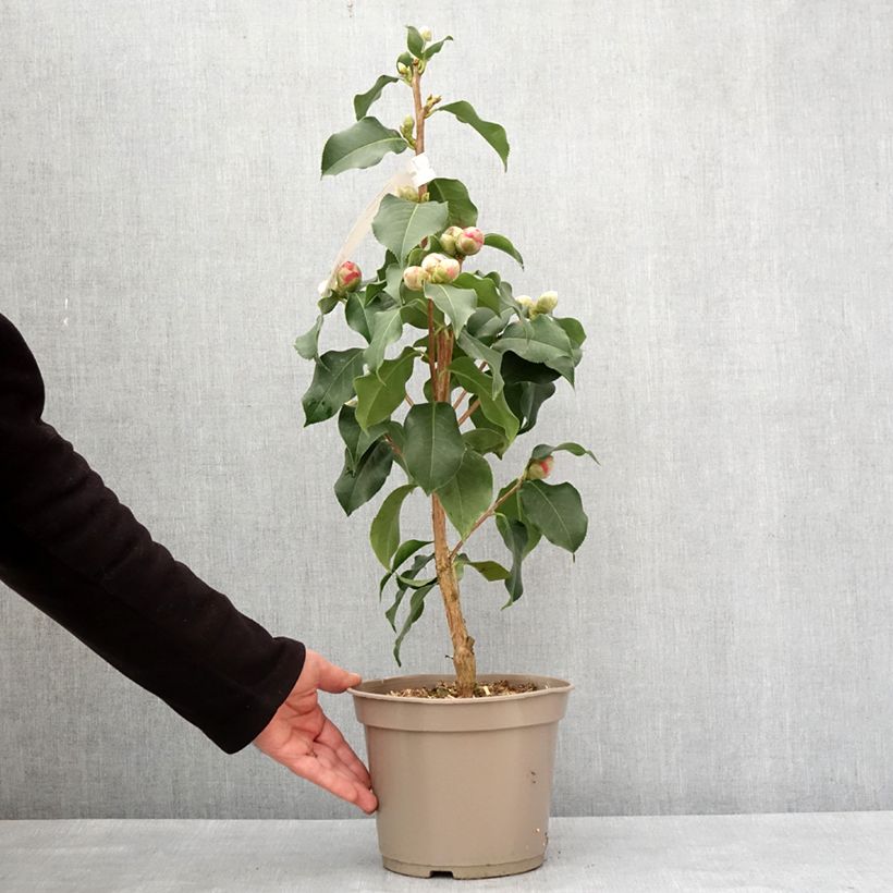 Exemplaar van Camélia réticulé Larry Piet - Camellia reticulata Pot de 4L/5L zoals geleverd in de winter