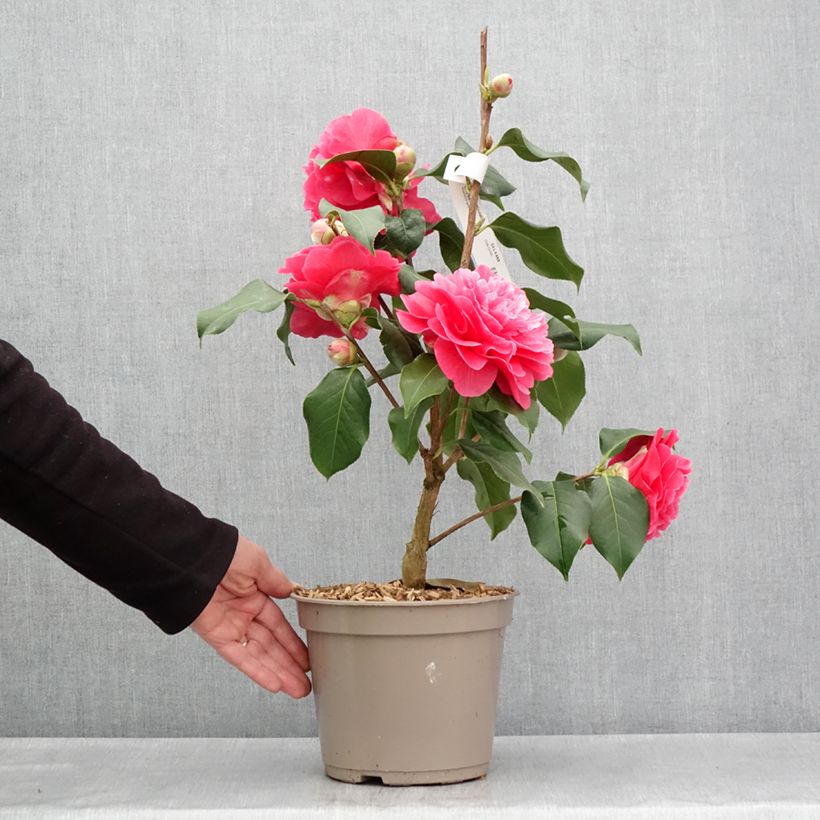 Exemplaar van Camellia Larry Piet Pot van 4 l/5 l zoals geleverd in de lente