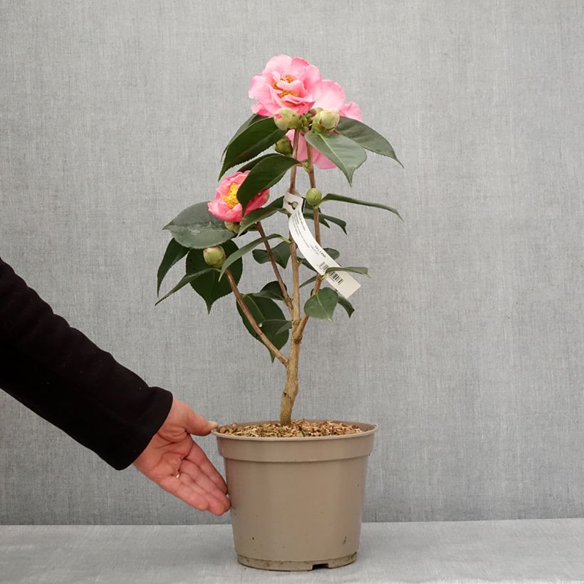 Exemplaar van Camélia réticulé Lasca Beauty - Camellia reticulata Pot de 4L/5L zoals geleverd in de winter