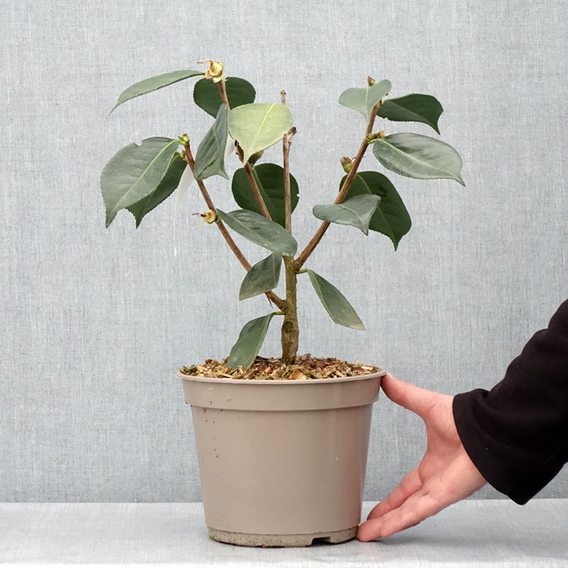 Exemplaar van Camellia Lasca Beauty Pot van 4 l/5 l zoals geleverd in de lente